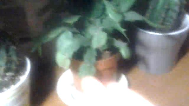 Показываю свои растения🌴🌱🌿🍂 смотреть онлайн