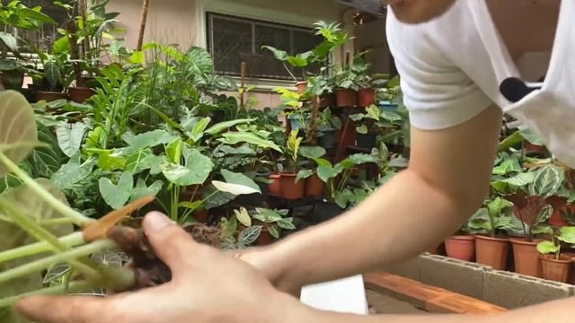 TAMANG PAGPAPARAMI AT PAG AALAGA NG ALOCASIA BLACK VELVET | ALOCASIA BLACK VELVET PROPAGATION смотреть онлайн