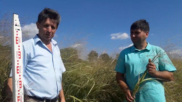 Світчграс - нова енергетична культура в Україні смотреть онлайн