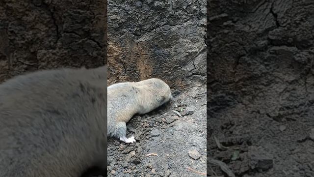 Как крот роет землю и как поймать его в траншею.