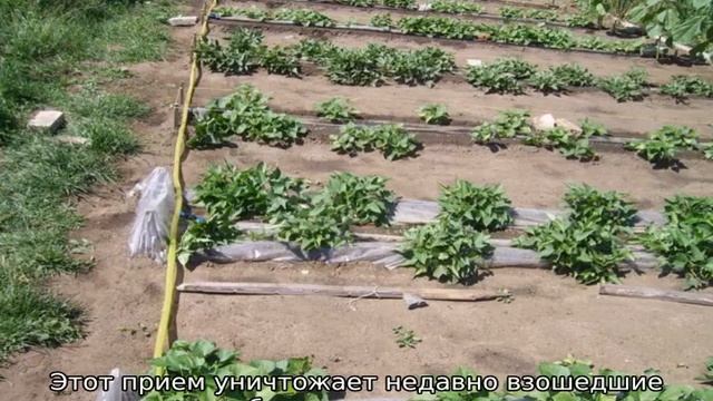 Картофель Крона смотреть онлайн