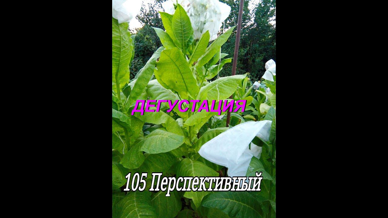 СОРТ ТАБАКА - ПЕРСПЕКТИВНЫЙ смотреть онлайн