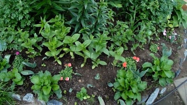 Мой маленький дворик в холодном июне 2017г Как всё цветёт и растёт смотреть онлайн