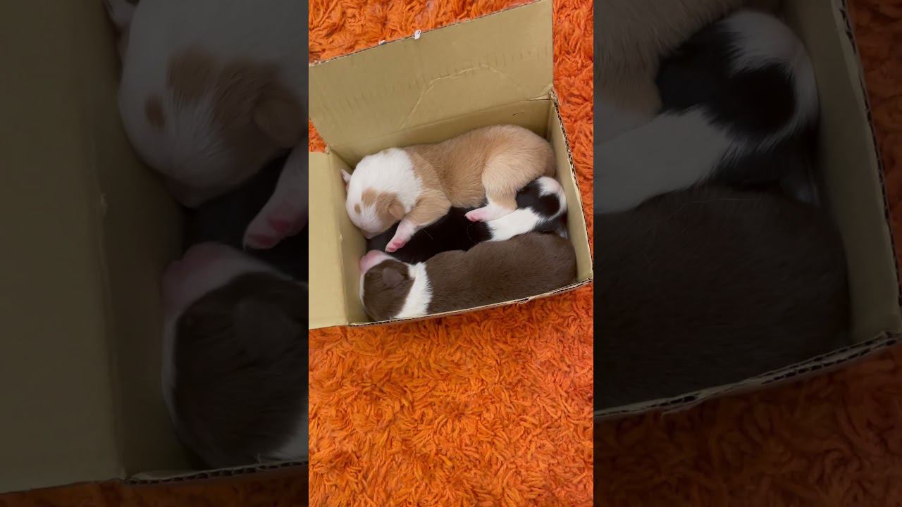 Три вкуснейших эклерчика ))