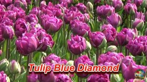 Самые красивые сорта тюльпанов