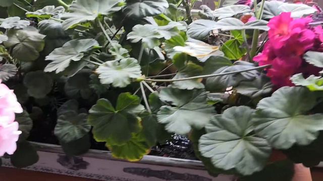 Подарили Антуриум / Купила хосты / Моя рассада перца и баклажан на 22 марта / смотреть онлайн