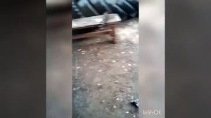 даф 105 замена амортизатора кабины.