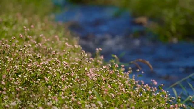 Муж поиздевался над женой и отправил ее в психушку, девушка сбежала и столкнулась с бабой Капой... смотреть онлайн