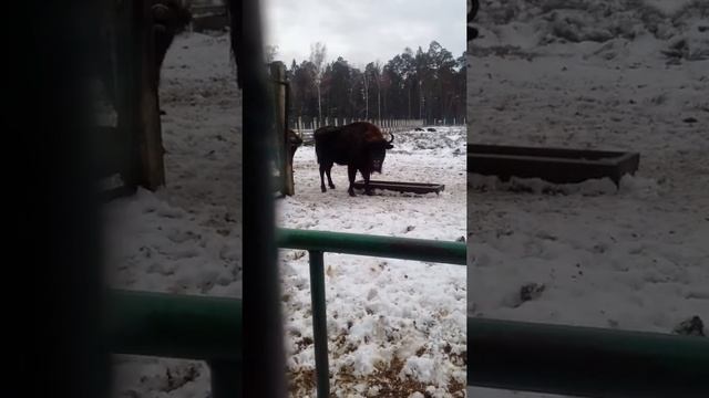 В Беловежской Пуще зубр смотреть онлайн