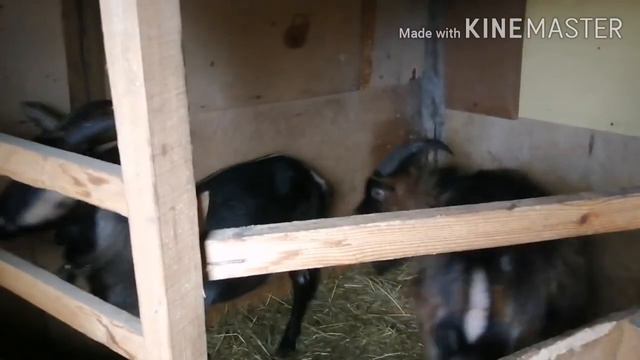 Стимулирую охоту у коз. смотреть онлайн