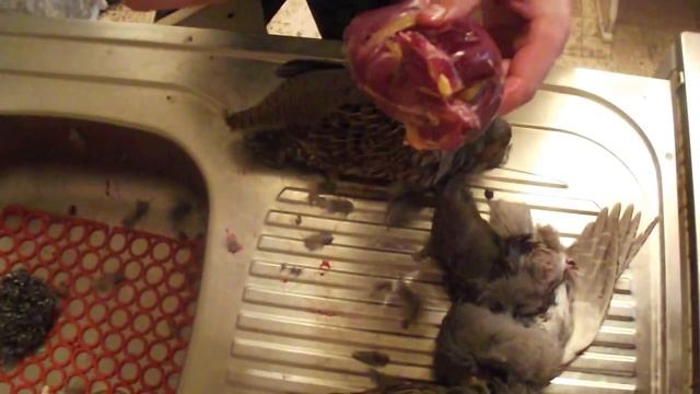 как разделать куропатку, потрошение.how to butcher agrey partridge, Eviscerate смотреть онлайн