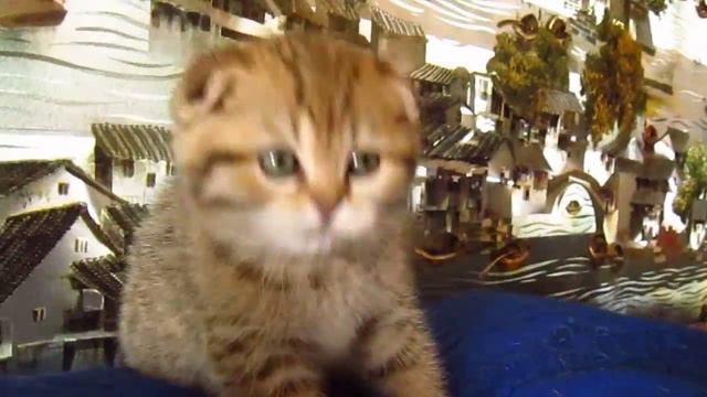 шотландская кошечка. скоттиш фолд. 1.5 мес. смотреть онлайн