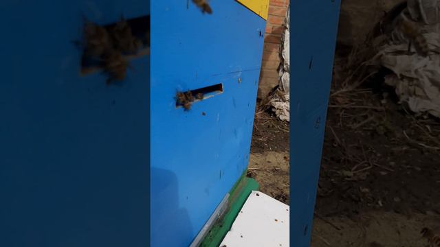 26.02.23г. облёт пчёл . плюс 15 . Ростовская обл . смотреть онлайн