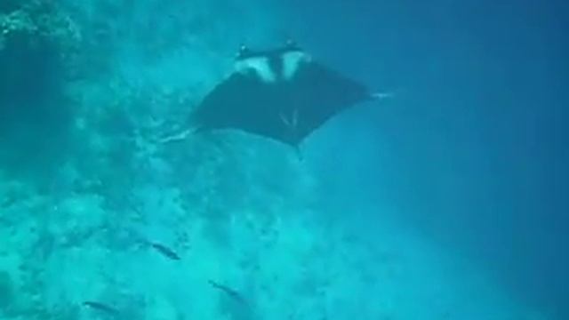 Mantarochen (Manta birostris) 2 смотреть онлайн