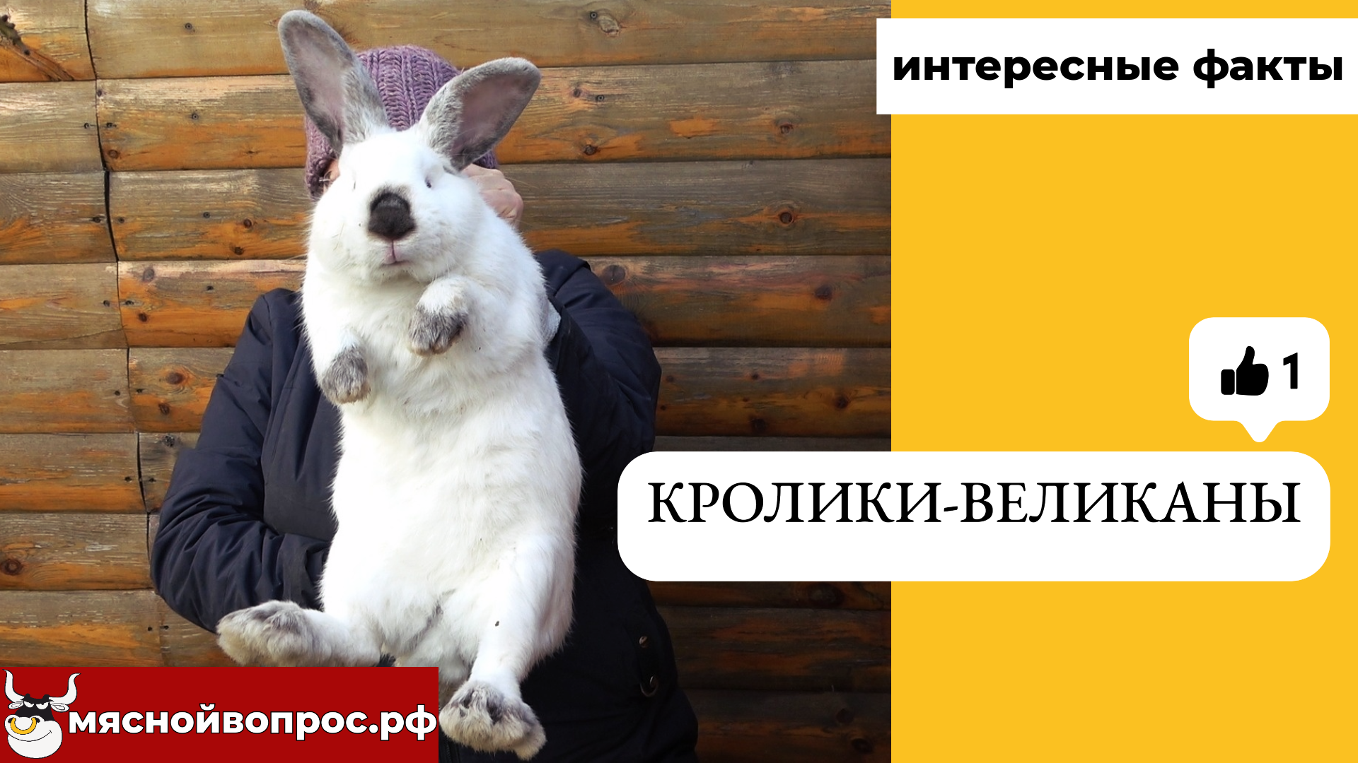 мяснойвопрос.рф - ИНТЕРЕСНЫЕ ФАКТЫ. Кролики-великаны смотреть онлайн