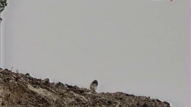 Фитиль №110-04 "Поле боя" смотреть онлайн