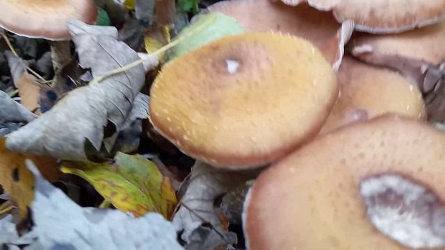 Опята. Опеньки. Гриби. смотреть онлайн