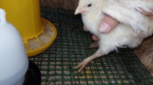 Болезнь Марека у кур / Паралич конечностей / болезни кур