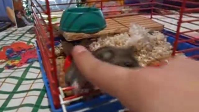 Вредный хомяк смотреть онлайн