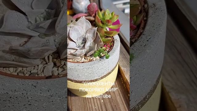 Композиция из суккулентов (садик в горшке) смотреть онлайн