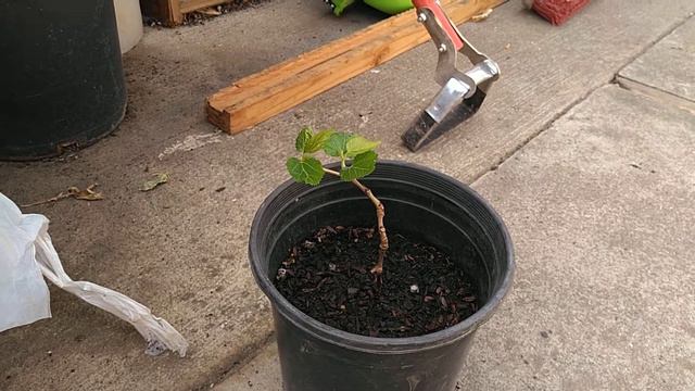 Белая шелковица из Турции. White mulberry from Turkey. смотреть онлайн