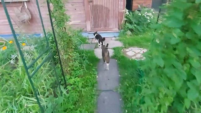 Самоухаживающий кот. Кот Вася и Ворн Гарик. Наш сериал о котике Кузе и коте Чувачке. смотреть онлайн