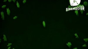 Спокойной ночи малыши In G Major 73