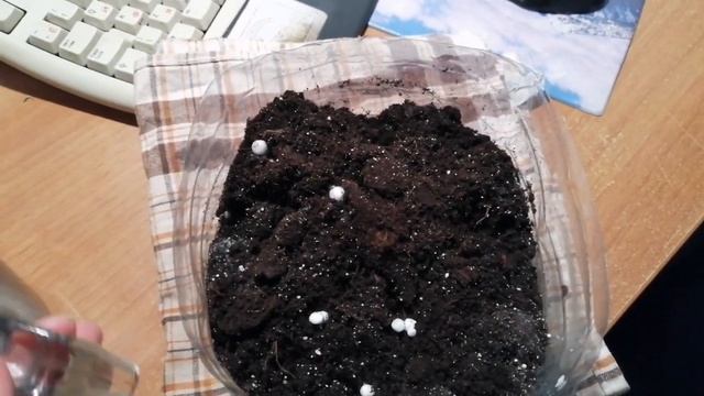 Черенкование голубой ели! смотреть онлайн