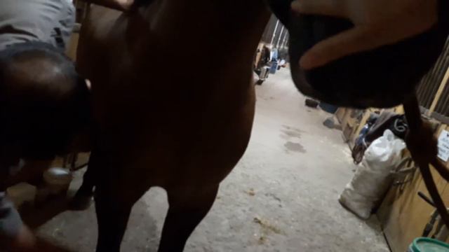 Как отучить жеребца кусаться смотреть онлайн