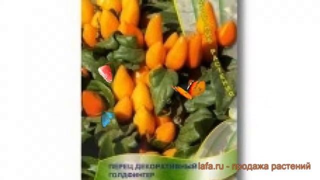 Перец декоративный Голдфингер (goldfinger) ? Голдфингер обзор: как сажать, семена перца Голдфингер