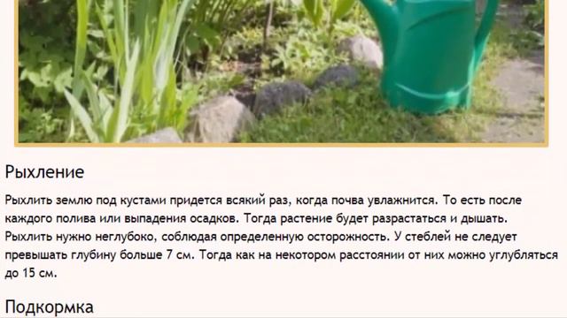 Пионы пышнее, чем у соседа. Основные правила посадки и ухода. смотреть онлайн