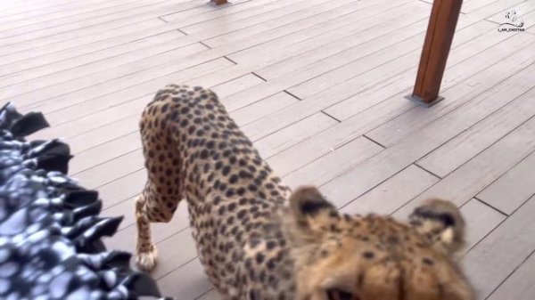 Гепард Герда отказалась от мяса!