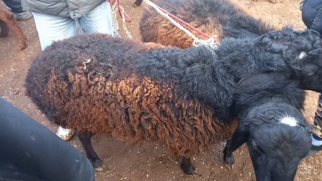 ЖУМА БОЗОРИ ХИСТВАРЗ НАРХИ ГУСФАНД 31.12.2021?? смотреть онлайн
