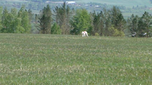 Метель,красная попона. Курсинг. Второй забег смотреть онлайн