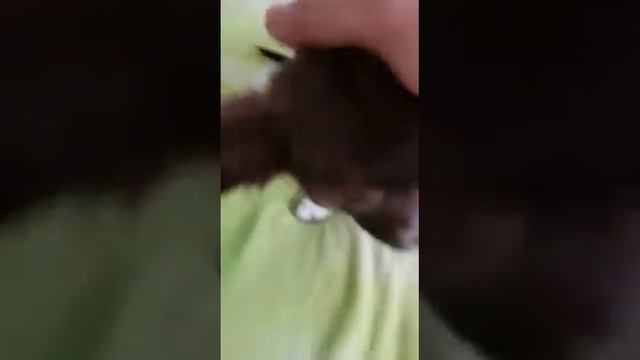 Брауни чихуахуа, видео приветик из Керчи Кастропуло смотреть онлайн