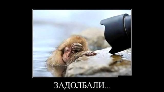 Собака вертолёт смотреть онлайн