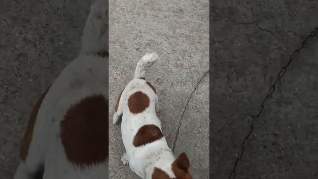 Дрессировка собаки.Джек рассел терьер, фокстерьер.Команда фас.Собака вцепилась в мяч.Jack Russell смотреть онлайн