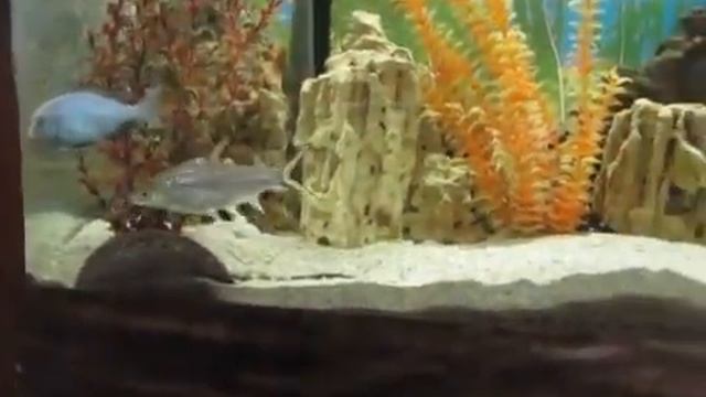 Акваріум в Алушті! смотреть онлайн