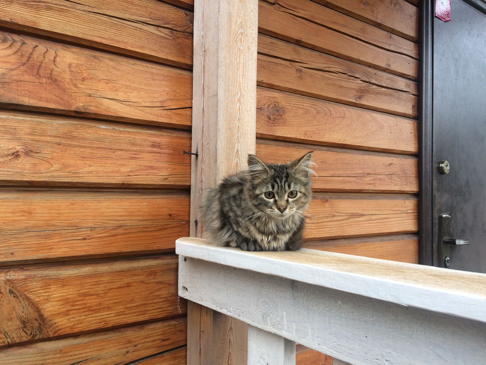 Коты-кошки. Мои подопечные бездомыши. Дачная жизнь