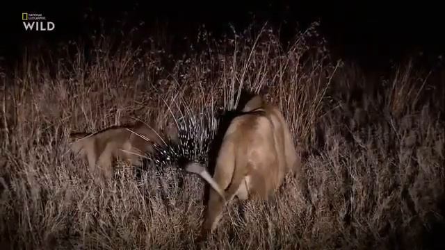 Смертоносная Африка. Саванна 2020 года смотреть онлайн