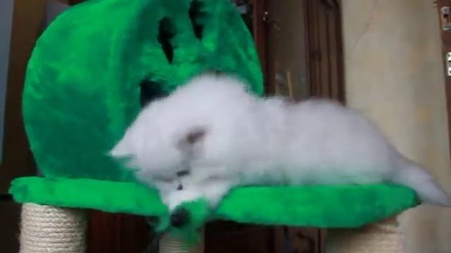 СЕРЕБРИСТЫЕ ШИНШИЛЛЫ,персидские котята смотреть онлайн