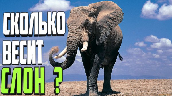 Сколько весит слон? Самый большой слон