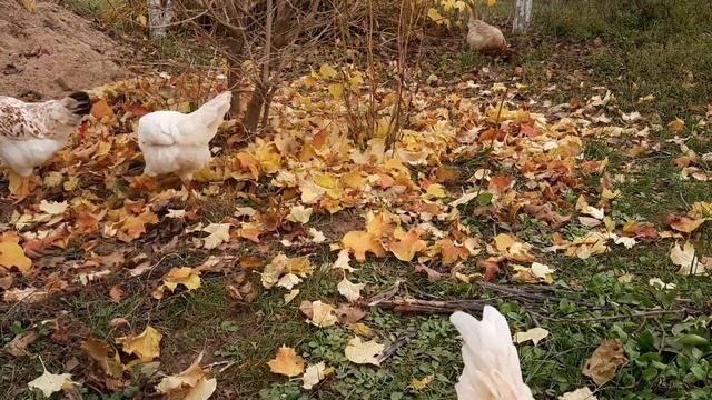 Листва опала, красотень!#курынесушки #chick #куры #петухи #свободныйвыгул смотреть онлайн