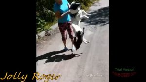 Коты атакуют собак, людей и не только!