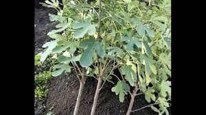 Пересаживаю 2-х летний куст Инжира