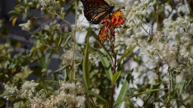 Jardin De Mariposas Urbano - CABA, Argentina