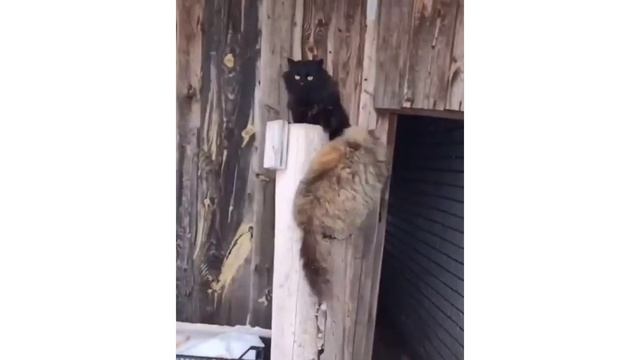 ✅ Самые умные кошки в мире / The smartest cats in the world смотреть онлайн