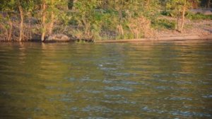 Ловля окуня на блесну «Крылатка» - клюют один за другим