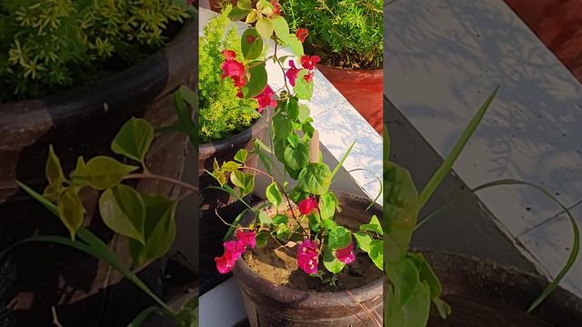 Growing Result of Bougainvillea From Cutting, Pink Bougainvillea Flower Plant, KK Home Gardening смотреть онлайн