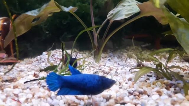 Аквариум заполонили петушки и курочки смотреть онлайн